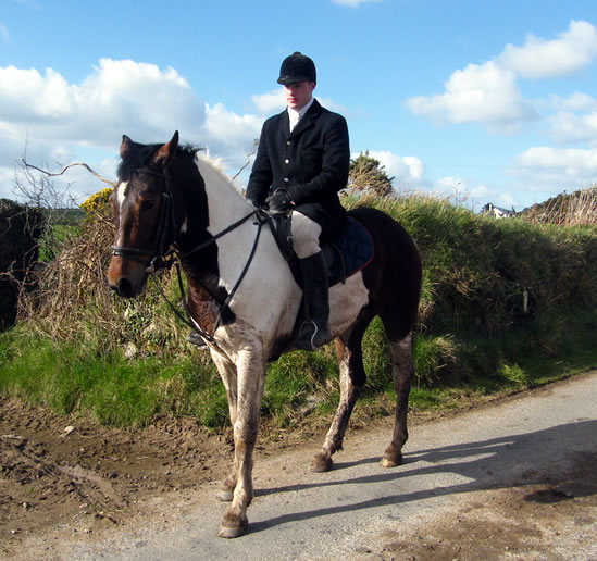 Irish Pedigree Horse Documents