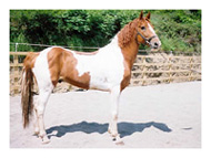 , Irish Piebald &#038; Skewbald Studbook, Leisure Horse Ireland