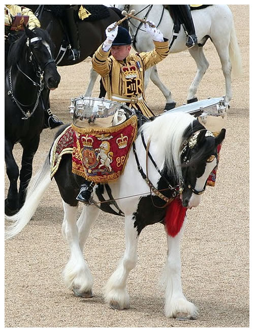 , History of the Coloured Horse, Leisure Horse Ireland