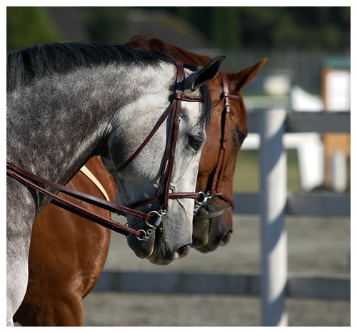 Horse-Portrait , LHI Equine Identification Register, Leisure Horse Ireland