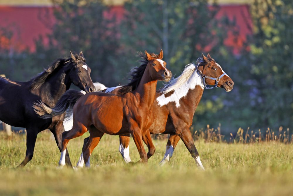 Group of Horses running together in a field , LHI Equine Identification Register, Leisure Horse Ireland