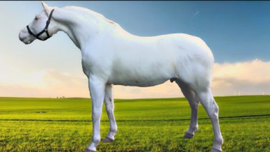 , Stallions At Stud, Leisure Horse Ireland