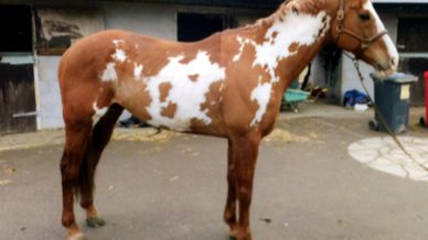 , Stallions At Stud, Leisure Horse Ireland