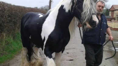 , Stallions At Stud, Leisure Horse Ireland