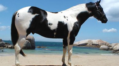 , Stallions At Stud, Leisure Horse Ireland