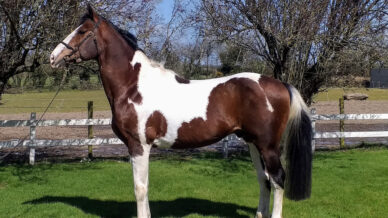 , Stallions At Stud, Leisure Horse Ireland