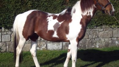 , Stallions At Stud, Leisure Horse Ireland