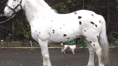 , Stallions At Stud, Leisure Horse Ireland