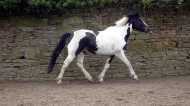 , Stallions At Stud, Leisure Horse Ireland