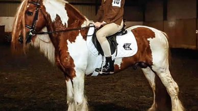, Stallions At Stud, Leisure Horse Ireland