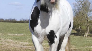 , Stallions At Stud, Leisure Horse Ireland