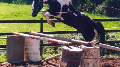 , Stallions At Stud, Leisure Horse Ireland