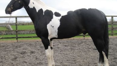 , Stallions At Stud, Leisure Horse Ireland