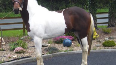 , Stallions At Stud, Leisure Horse Ireland