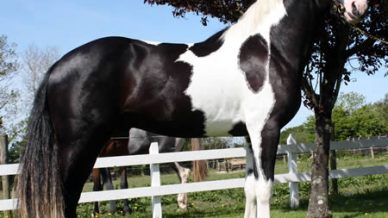, Stallions At Stud, Leisure Horse Ireland