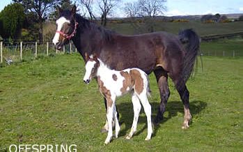 , Stallions At Stud, Leisure Horse Ireland