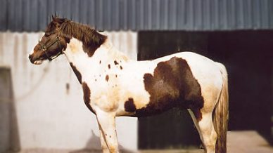 , Stallions At Stud, Leisure Horse Ireland