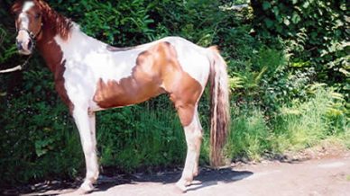 , Stallions At Stud, Leisure Horse Ireland