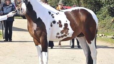 , Stallions At Stud, Leisure Horse Ireland