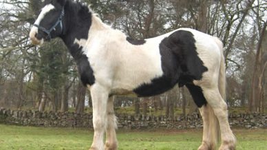 , Stallions At Stud, Leisure Horse Ireland