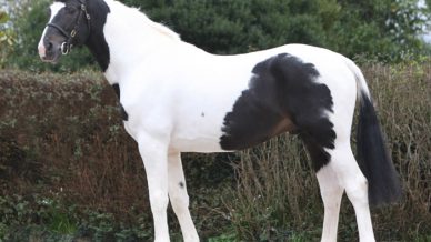 , Stallions At Stud, Leisure Horse Ireland