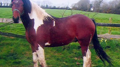 , Stallions At Stud, Leisure Horse Ireland