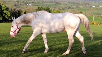 , Stallions At Stud, Leisure Horse Ireland