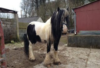 , Stallions At Stud, Leisure Horse Ireland