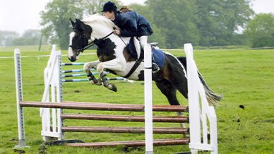 , Stallions At Stud, Leisure Horse Ireland