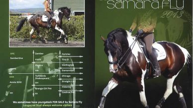 , Stallions At Stud, Leisure Horse Ireland