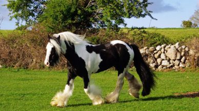 , Stallions At Stud, Leisure Horse Ireland