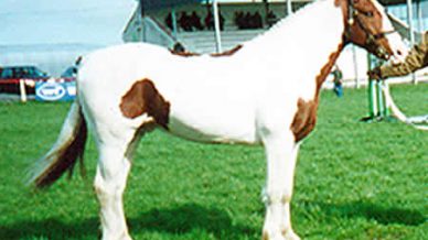 , Stallions At Stud, Leisure Horse Ireland