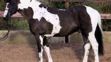 , Stallions At Stud, Leisure Horse Ireland