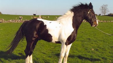 , Stallions At Stud, Leisure Horse Ireland
