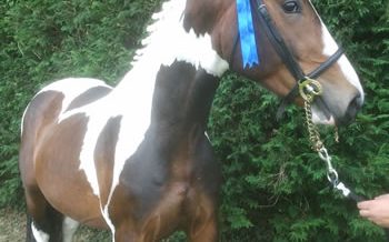 , Stallions At Stud, Leisure Horse Ireland